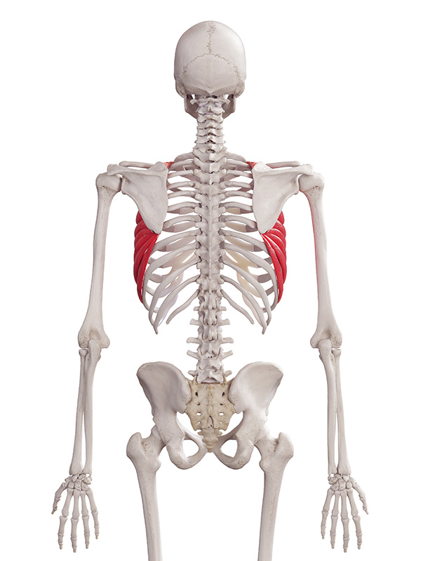 Serratus 1 for article Serratus anterior back view