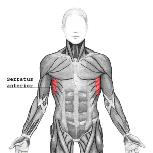 Serratus_anterior Serratus_anterior