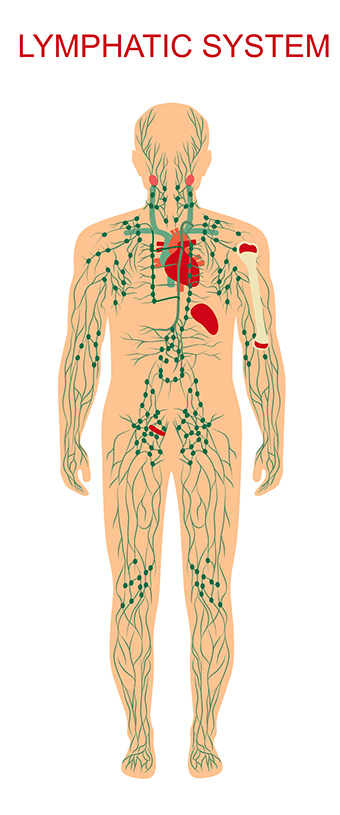 lymphatic system smaller Lymphatic system