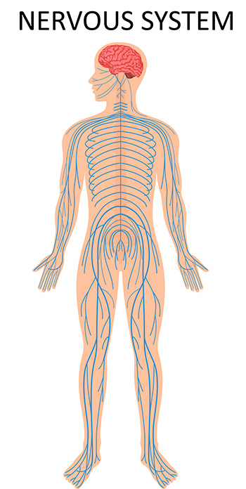 nervous system smaller Nervous system
