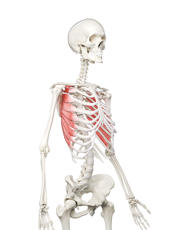 serratus 2 for article Serratus anterior side view