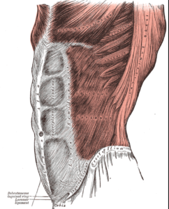 Belly Breathing - Abdominals