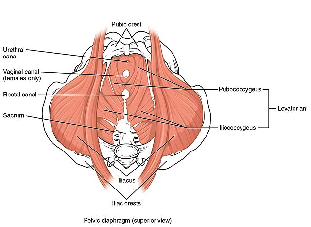 Pelvic Floor Muscles