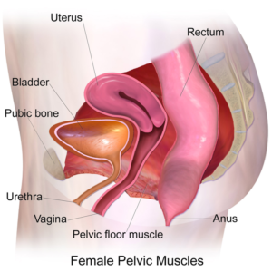 Female Pelvic Floor Muscles