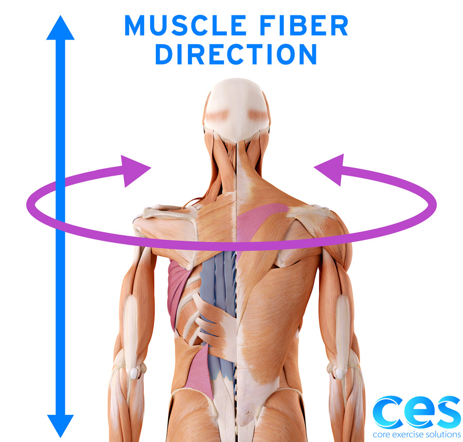 Muscle fiber direction