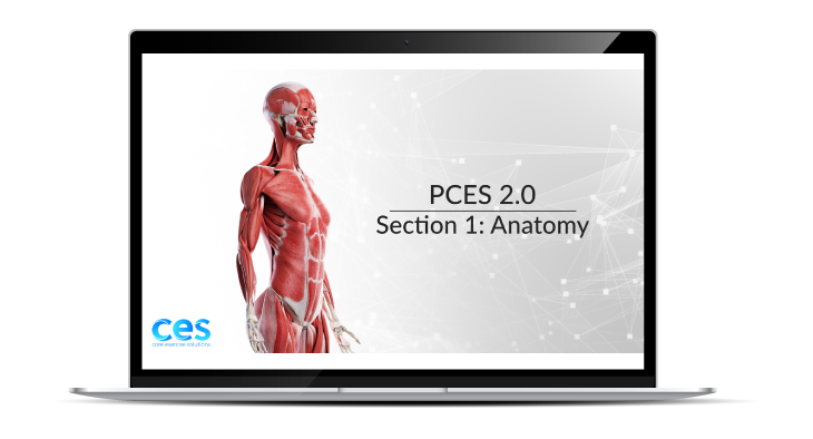 PCES Section 1 Anatomy