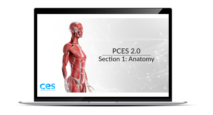 PCES Section 1 Anatomy