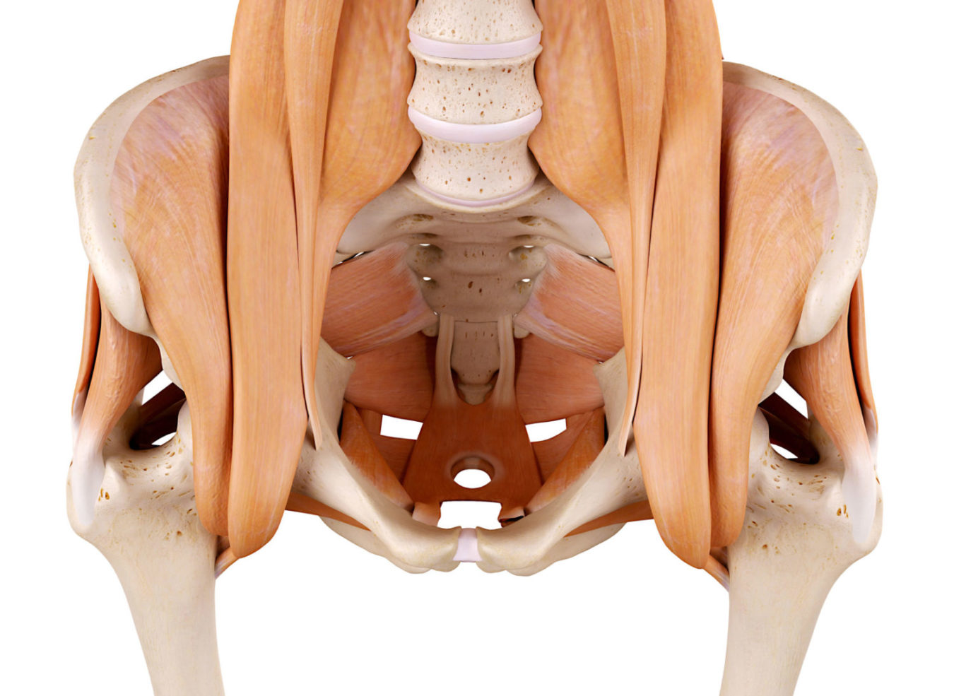 medically accurate anatomy illustration - hip muscles Pelvic Floor