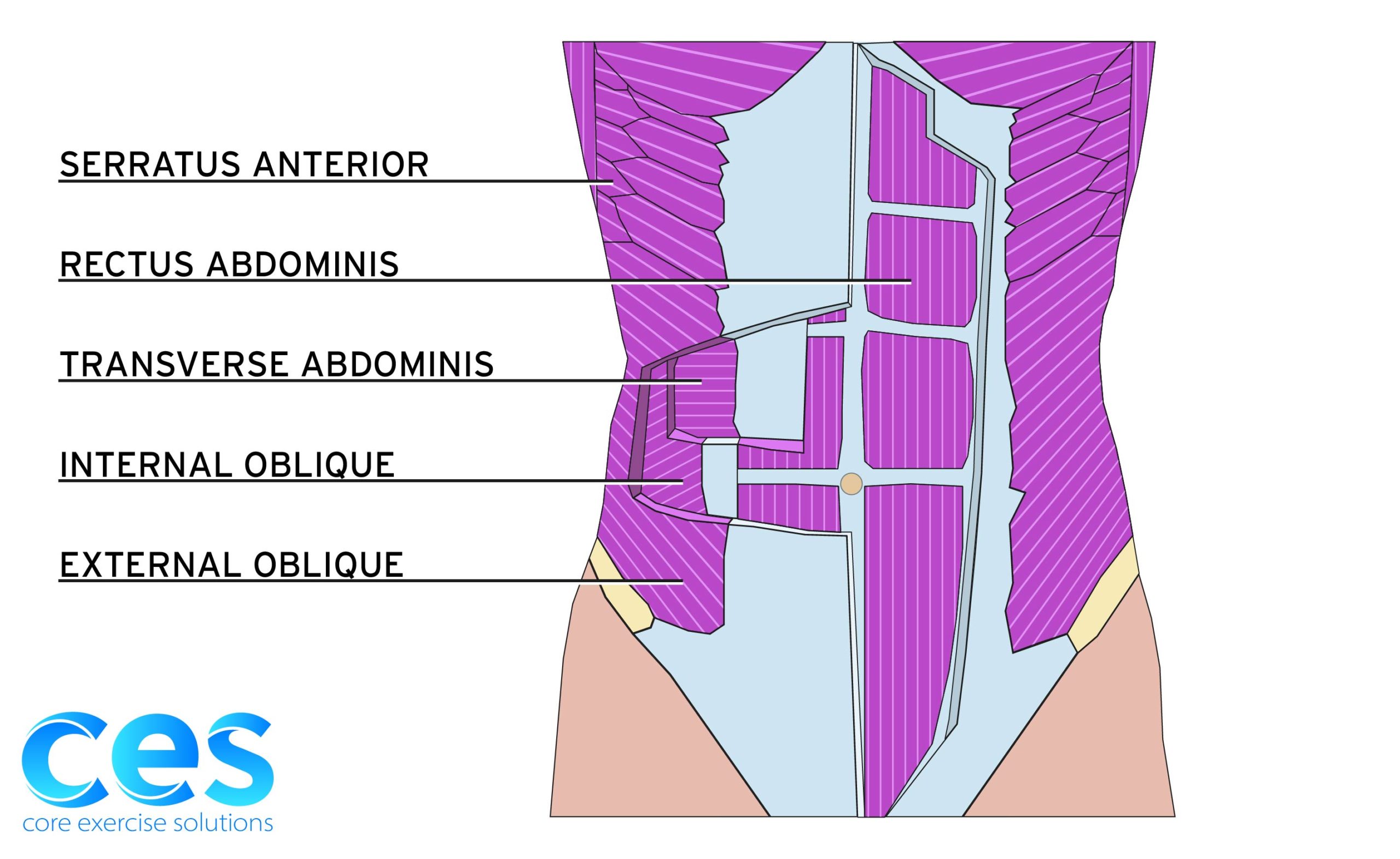 Abdominal Muscles