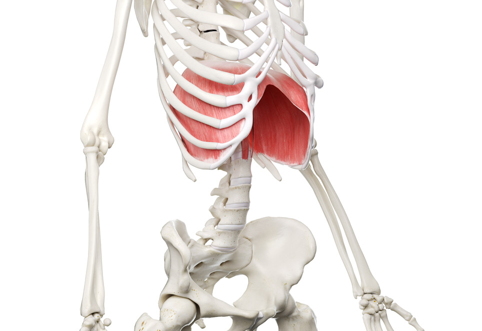 diaphragm diaphragm