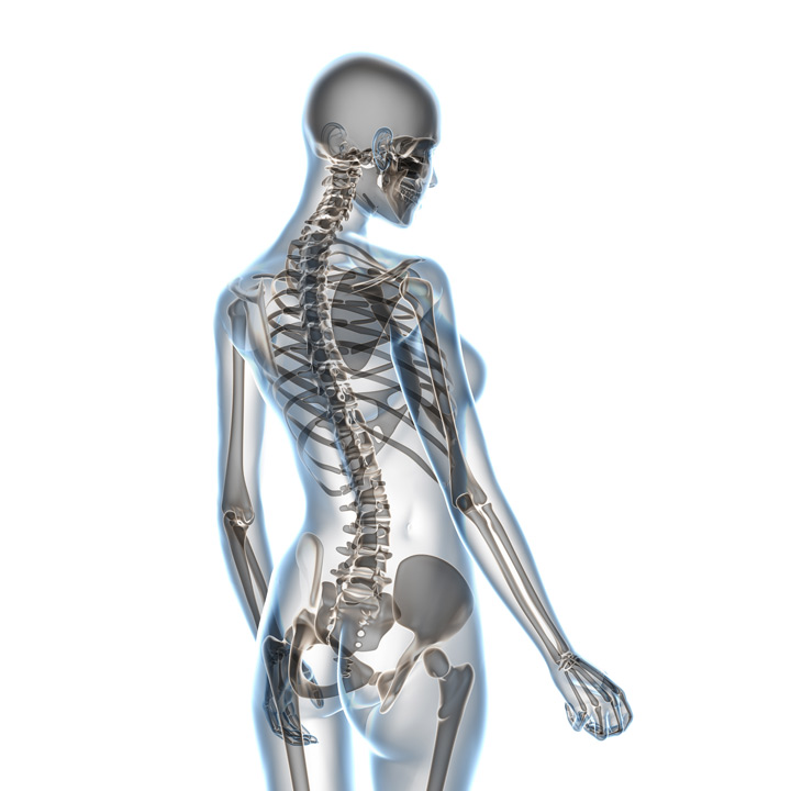 Back sketetal anatomy