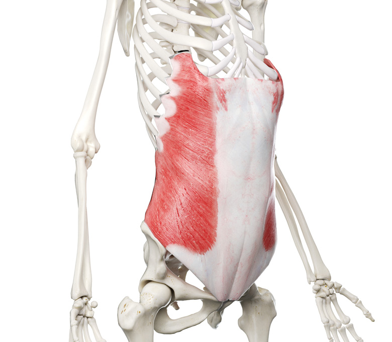 External-Oblique External Oblique