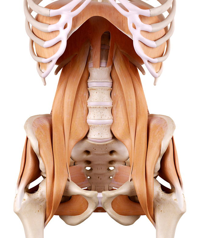 Hip-Muscles Hip Muscles