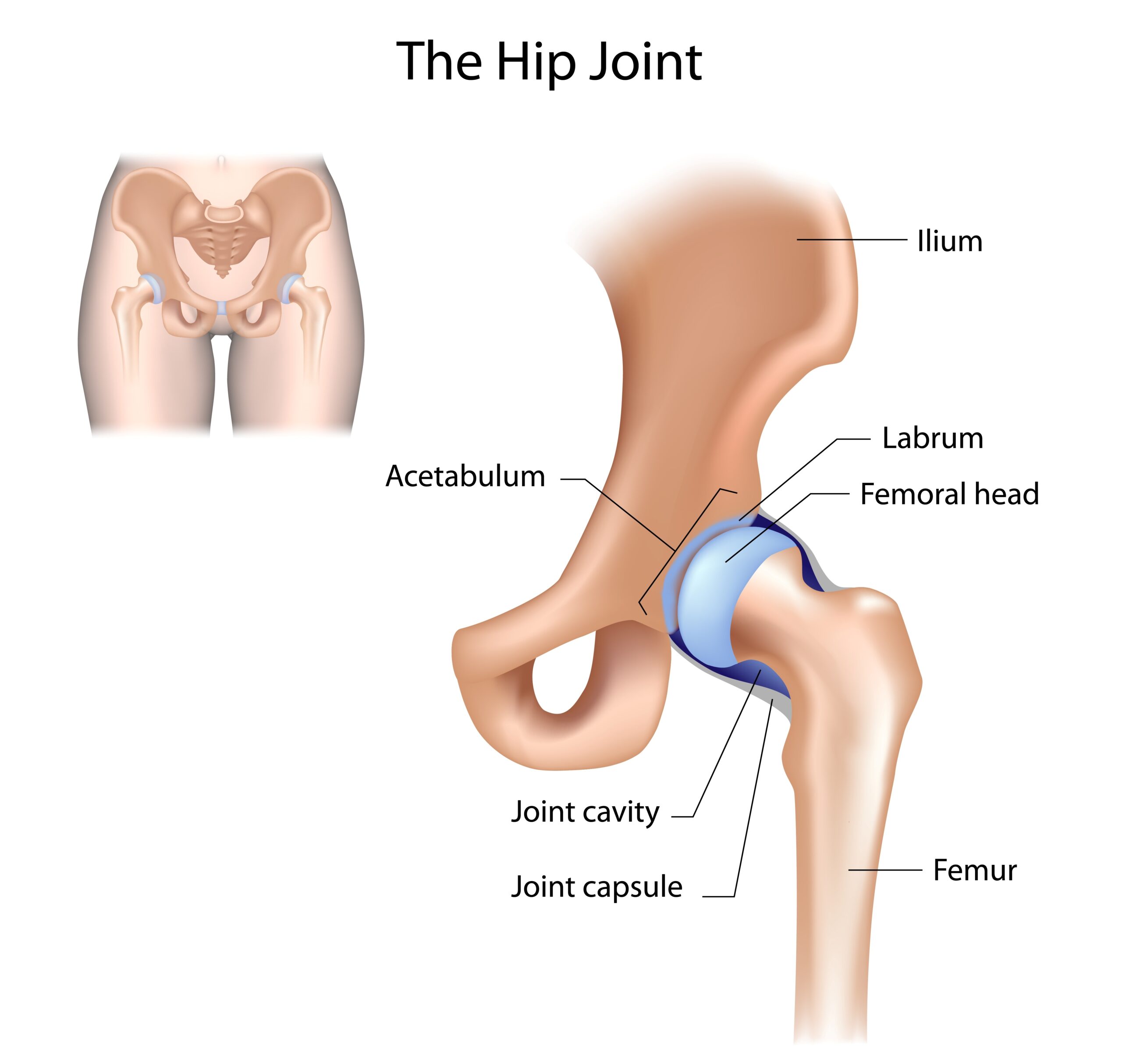 Hip joint structure