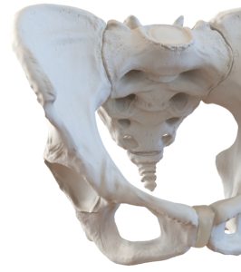 Pelvis Pro