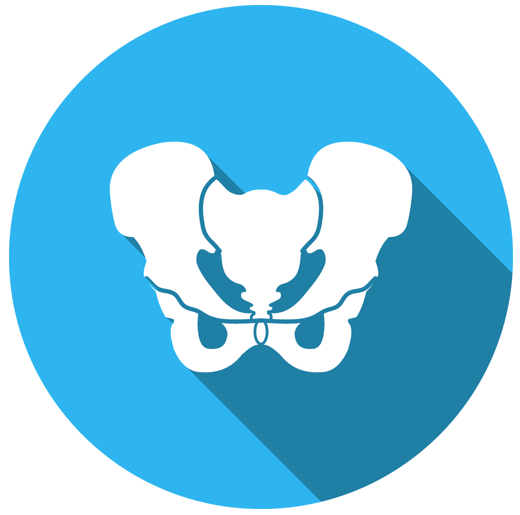 Pelvis-Icon