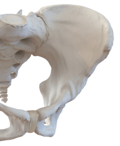 Pelvis Pro