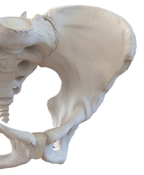 Pelvis Pro