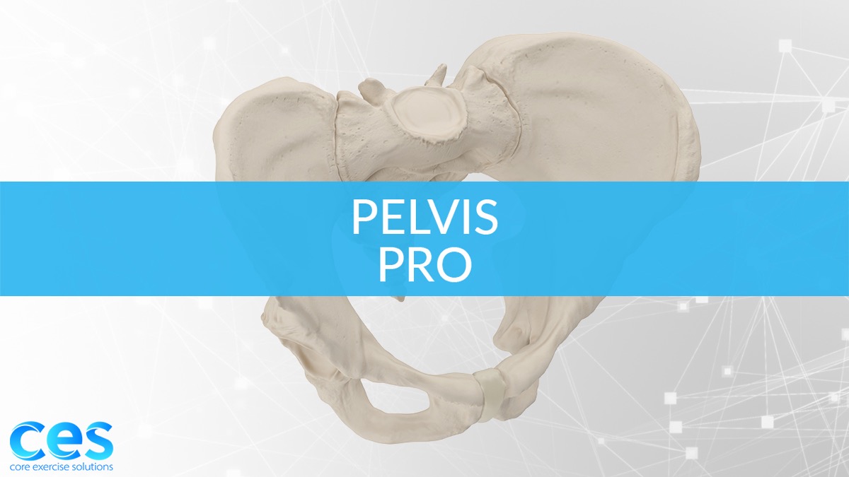 Pelvis-Professional-Main-Image copy