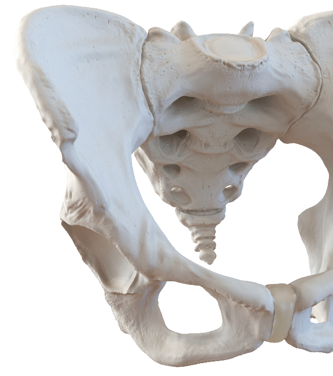 Pelvis Pro