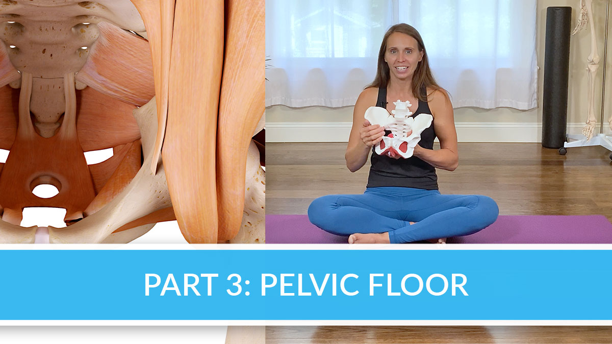 Part-3-Pelvic-Floor