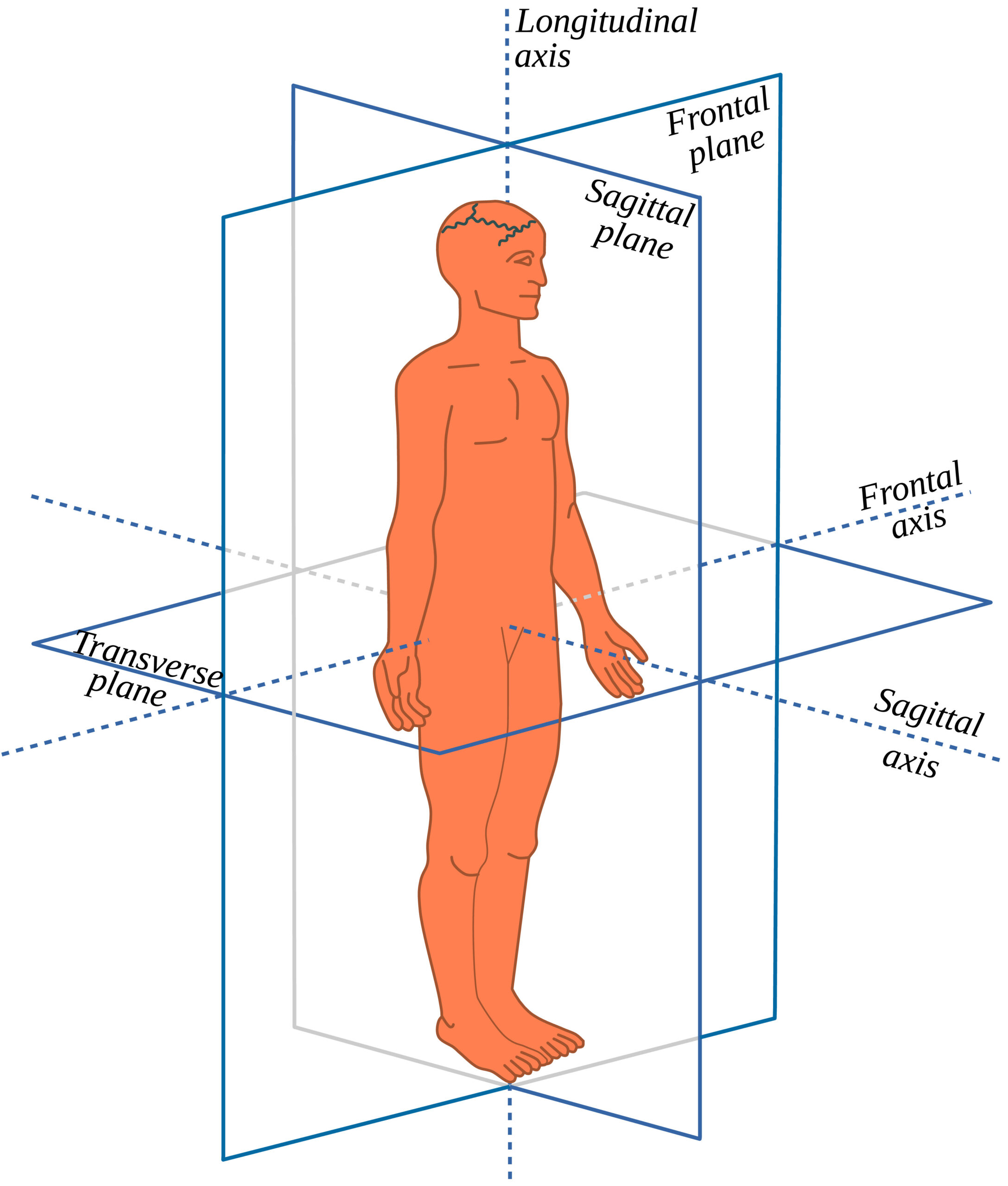 Anatomical Planes and axes in a Human-All body movements occur i