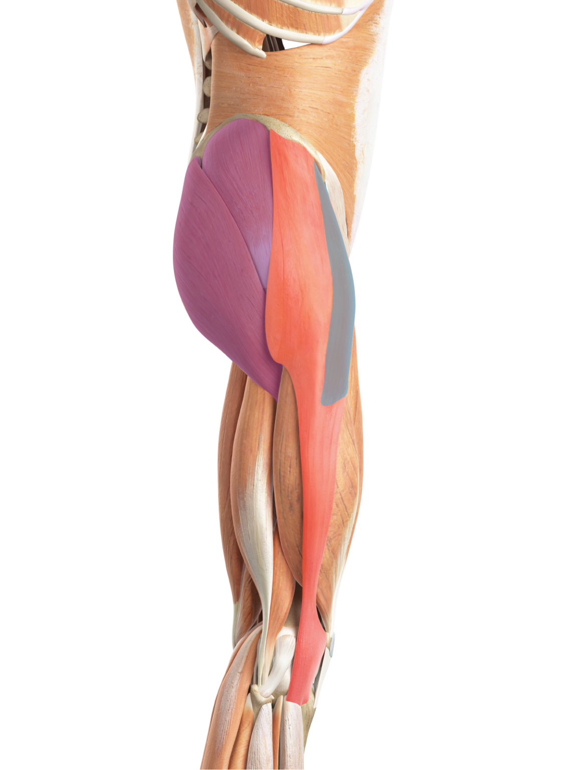 IT Band Pain and Exercises to Help - Core Exercise Solutions