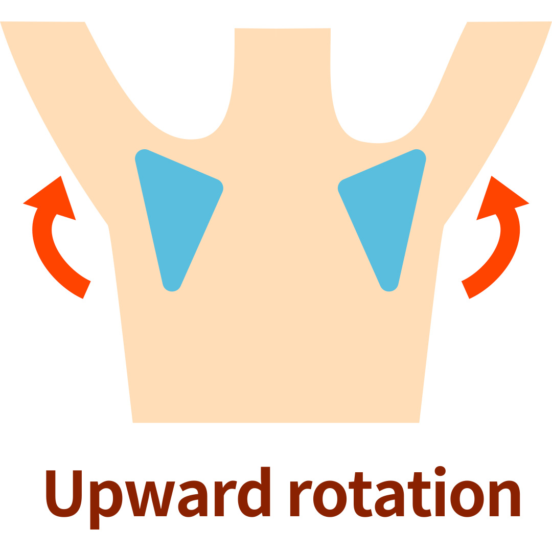 scapular upward rotation scapular upward rotation