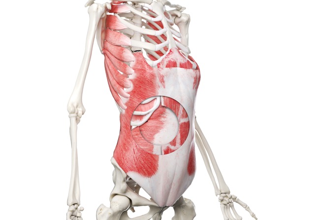 Core Muscles