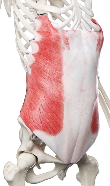 External Oblique muscle