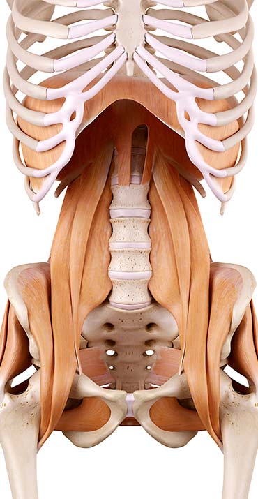 Psoas-diaphragm insertion